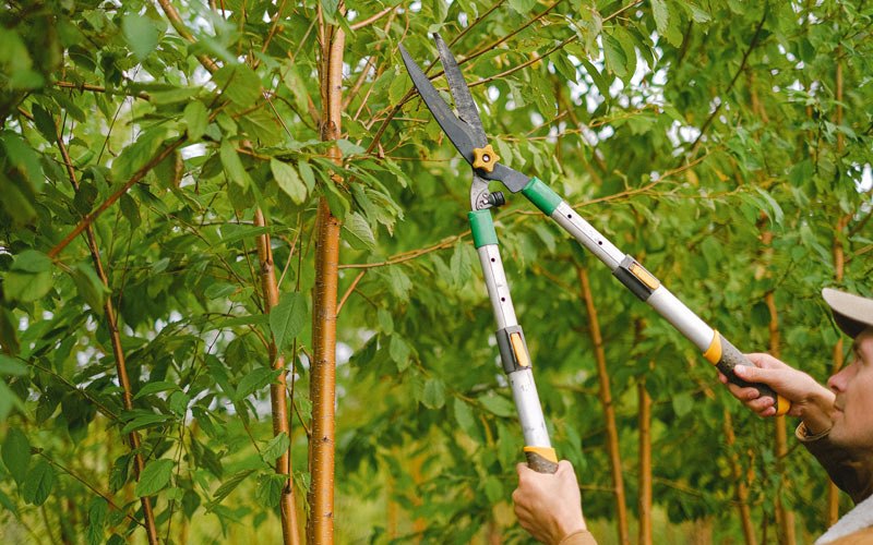 Tree trimming in Schenectady, NY